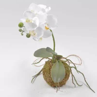Sv-phalaenopsis su muschio bianco h.41