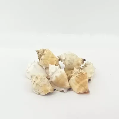 Conchiglie in rete gr.500