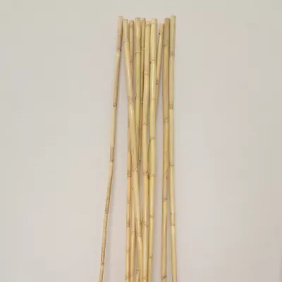 Bamboo canna cm. 100