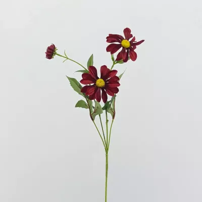 Cosmea cm.70 bordeaux