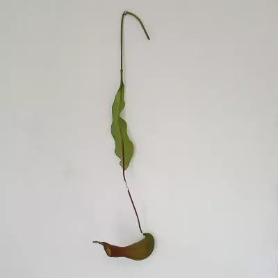 Pitcher plant nepente pianta carnivora