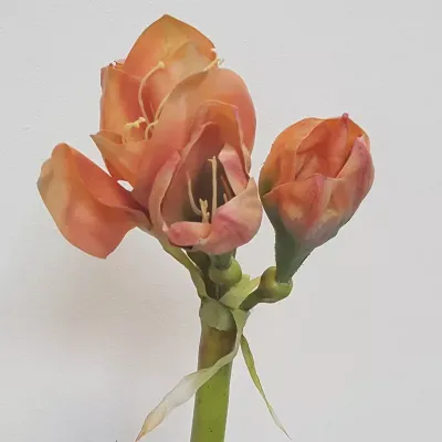 Amaryllis stelo 4 fiori cm.76 salmone