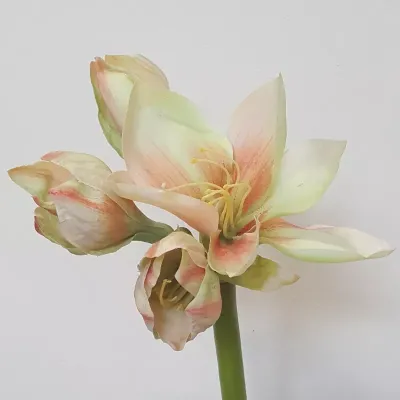 Amaryllis stelo 4 fiori cm.76  crema/arancio