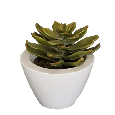 Succulent in vaso ceramica 