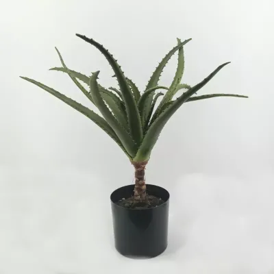 Agave plant cm.60 verde