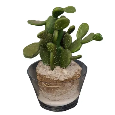Succulent  in vasetto vetro