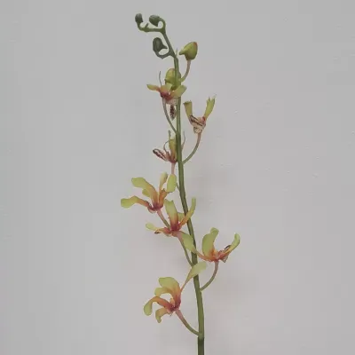 Vanda ramo 12 fiori cm.73 verde