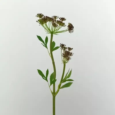 Queen anne lace cm.60